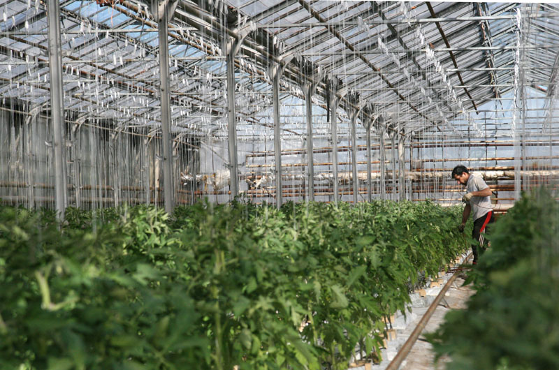 семена овощей агрофирмы сады россии