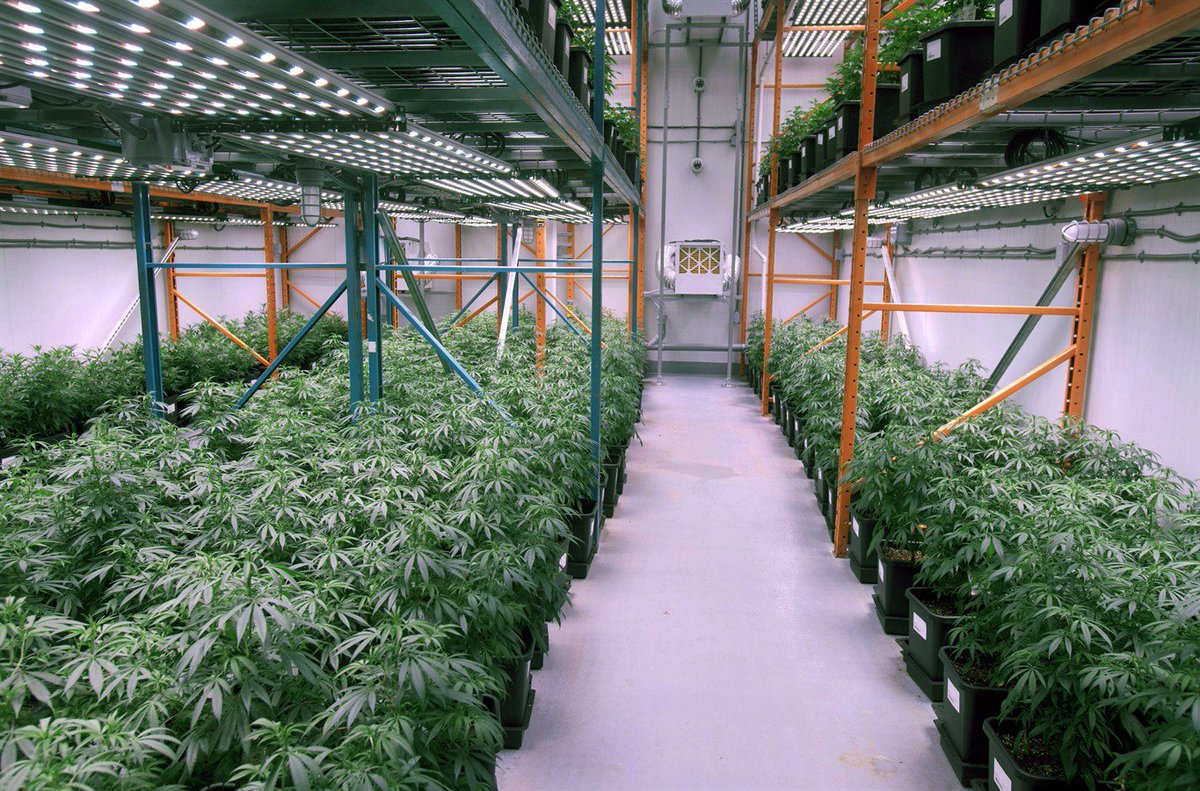 Промышленное выращивание марихуаны почему конопля