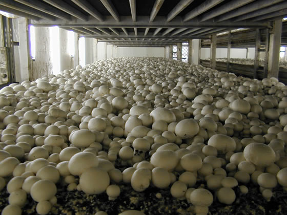 Выращивание грибов шампиньонов как бизнес
