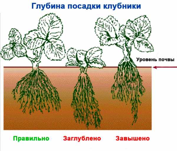 Клубника на гребнях схема посадки